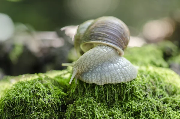 Snail on forest moss — Stock Photo, Image