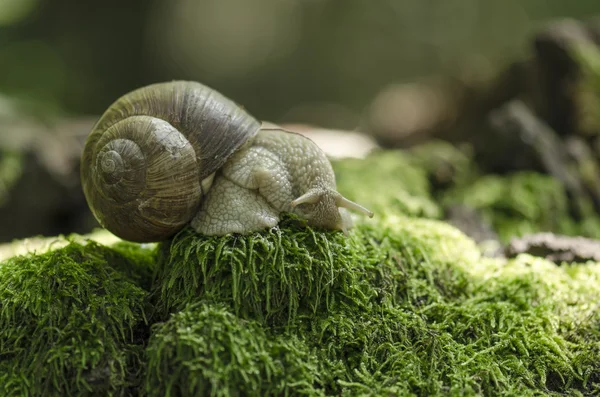 Snail on forest moss — Stock Photo, Image