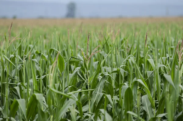 Campo de maíz verde — Foto de Stock