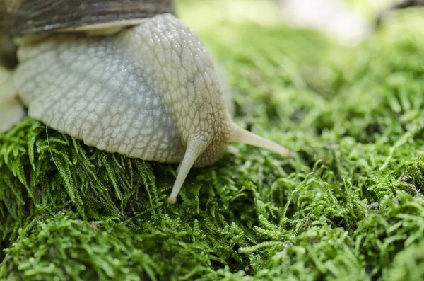 Snail on forest moss — Stock Photo, Image