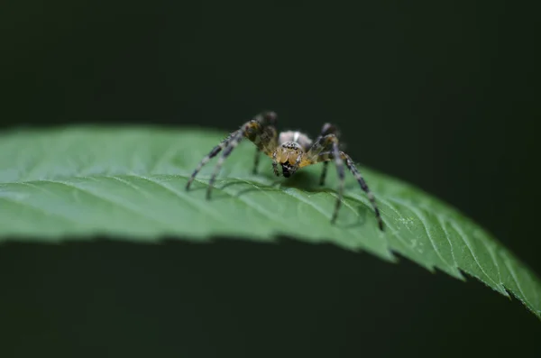 Aranha sentada em uma folha verde — Fotografia de Stock