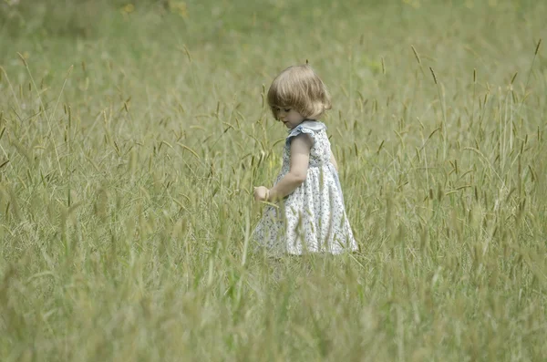 Kleines Mädchen in einem Sommerfeld — Stockfoto