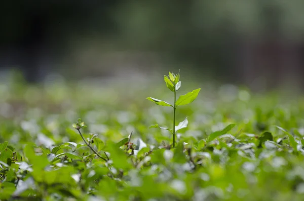 绿色栅栏植物的细节 — 图库照片