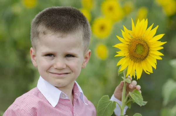 Little boy in a sunflower field — Stock Photo, Image