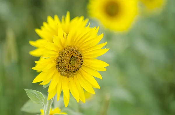 Solros — Stockfoto