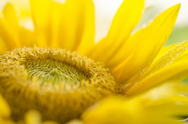 Solros detalj — Stockfoto