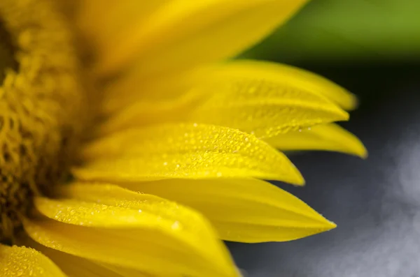Sonnenblumendetail — Stockfoto