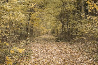 Sonbahar orman manzarası
