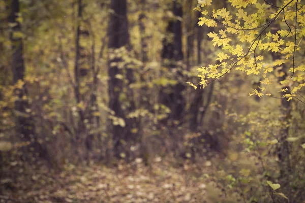 Paesaggio foresta autunnale — Foto Stock