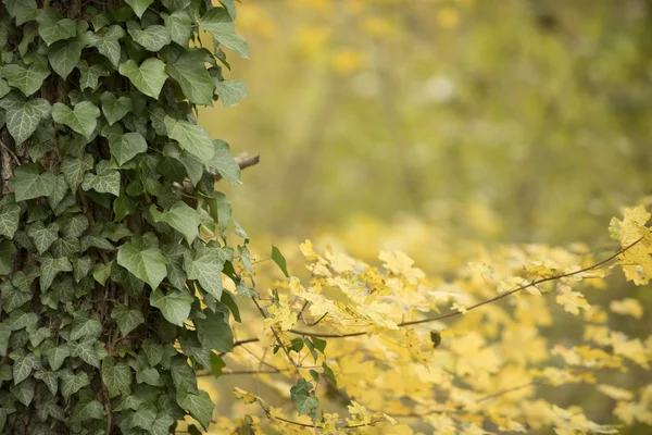 Autumn forest scenery — Stock Photo, Image