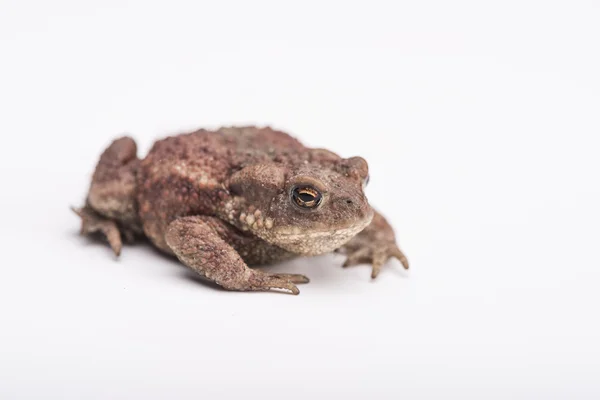 Frog — Stock Photo, Image