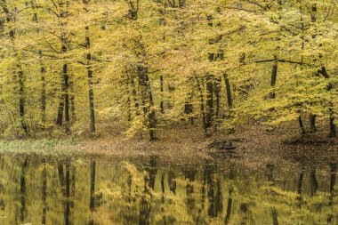 Gölde bir orman ağaçları yansıma sırasında sonbahar