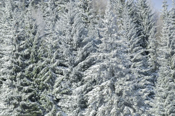 Kışın beyaz firs — Stok fotoğraf