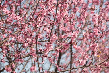 kiraz ağacı çiçek
