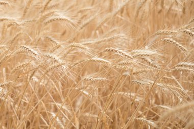 Buğday Rüzgar tarafından üflenir