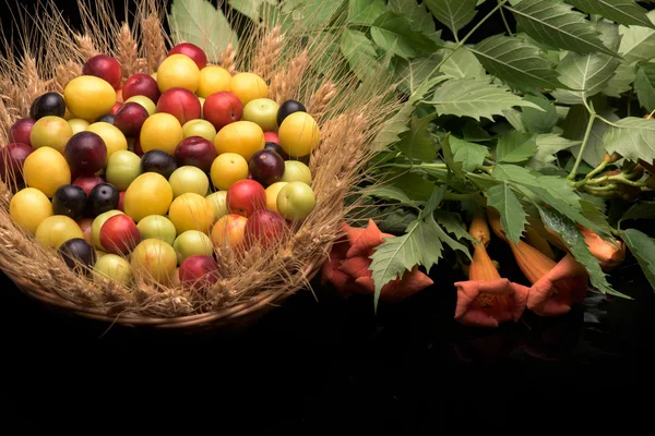 Cherry švestky v dřevěné koše — Stock fotografie