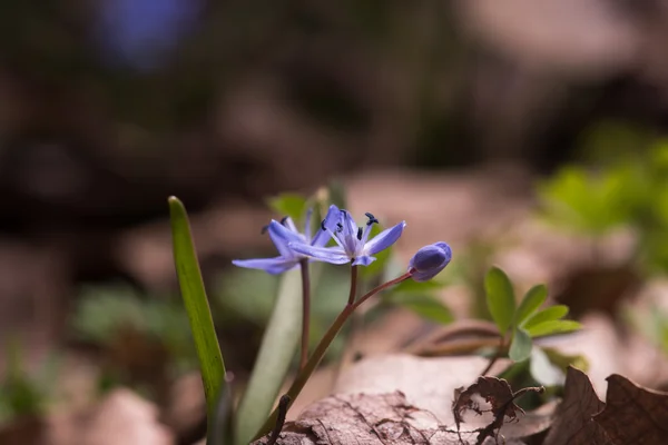 Campanas azules de primavera — Foto de Stock