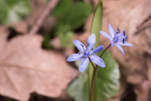 Campanas azules de primavera — Foto de Stock