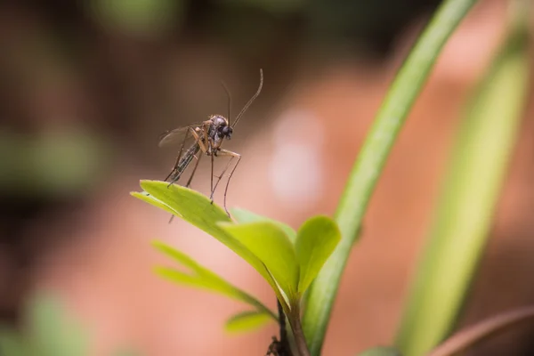 Mosquito del bosque —  Fotos de Stock