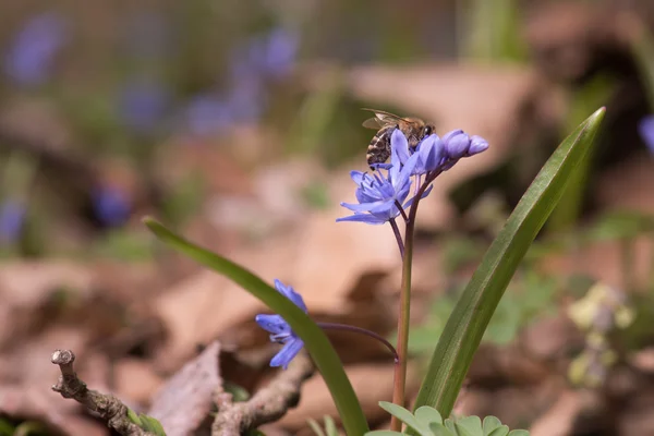 Campanas azules de primavera — Foto de Stock