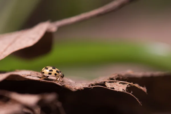 Joaninha em uma folha — Fotografia de Stock