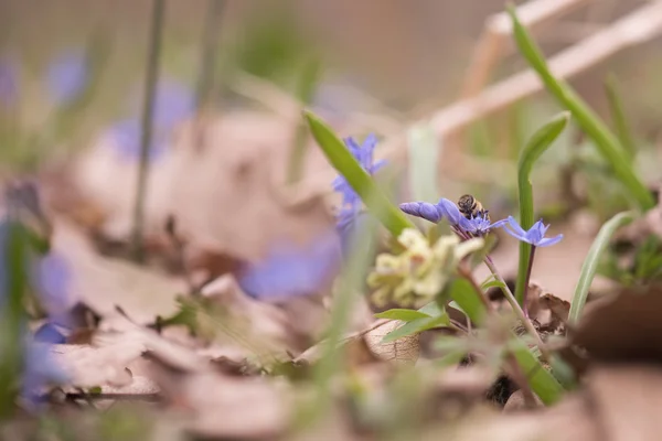 Bluebells Primavera — Fotografia de Stock