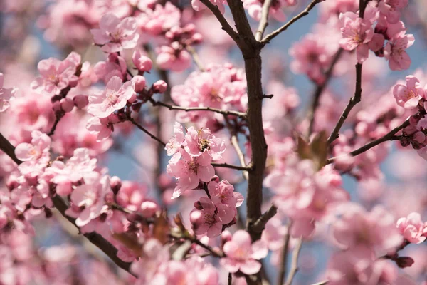 Cerejeira flores — Fotografia de Stock