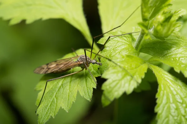 Mosquito y una hoja — Foto de Stock