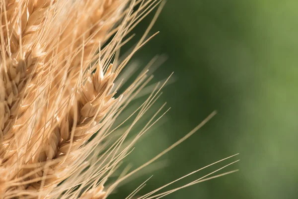 Goldener Weizen vor grünem Hintergrund — Stockfoto