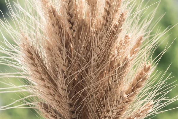 Trigo dorado sobre fondo verde — Foto de Stock