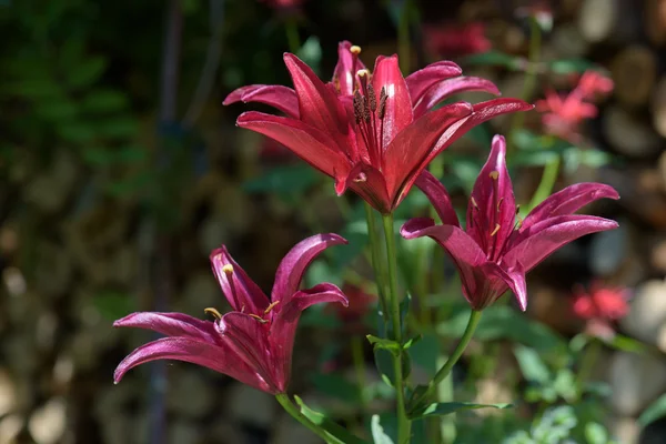 Nadir koyu kırmızı lily — Stok fotoğraf