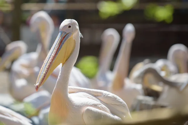 Pelican under the summer sun — Stock Photo, Image