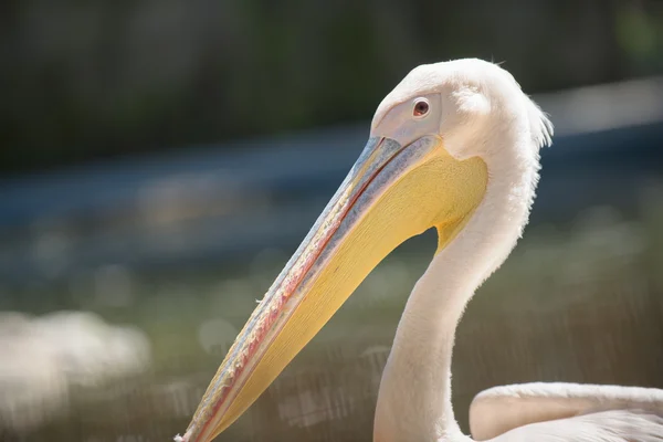 Pelican under the summer sun — Stock Photo, Image