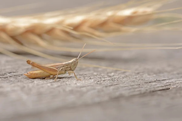 Grasshopper y trigo — Foto de Stock