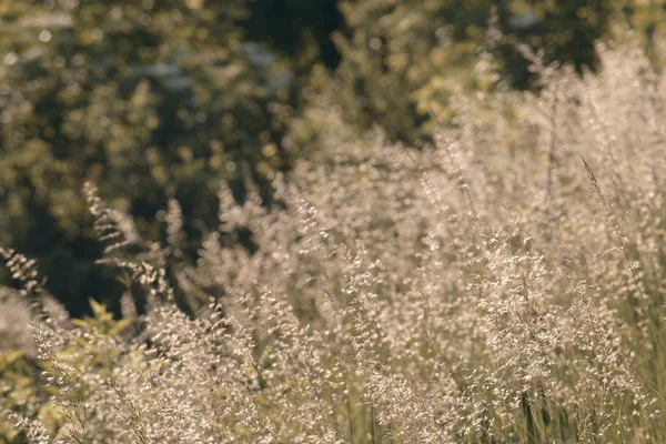 Summer vegetation in summer daylight — Stock Photo, Image