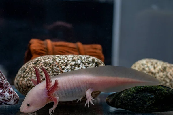 Axolotl Mexican Walking Fish Exotic Pet Stock Image