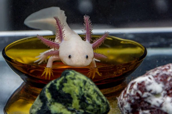 Adorable Axolotl Exotic Aquarium Pet Royalty Free Stock Photos