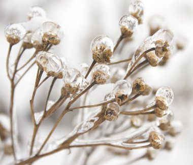 Drops of ice on the dry inflorescence. Winter. clipart