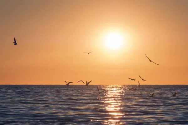 Seagulls flying above the sea, bright sun water and horizon at sunset