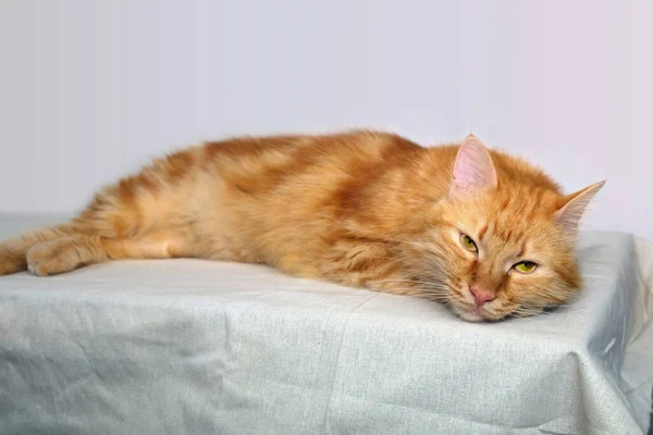 Gato Rojo Yace Relaja Sobre Mesa Con Mantel Blanco —  Fotos de Stock
