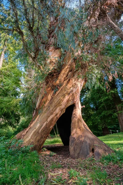 Árbol Eucalipto Hueco Retorcido Grande Parque —  Fotos de Stock