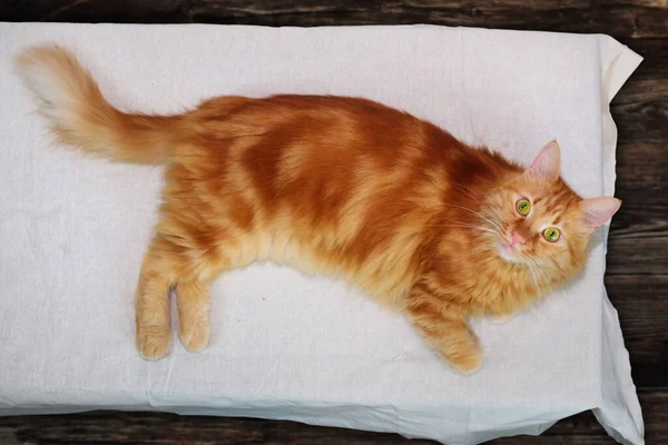 Gato Rojo Está Tendido Mirando Hacia Arriba Mesa Con Mantel —  Fotos de Stock