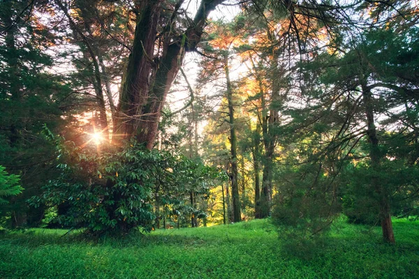 Kilátás Egy Gyönyörű Park Nagy Fák Őszi Szezonban Naplementekor — Stock Fotó