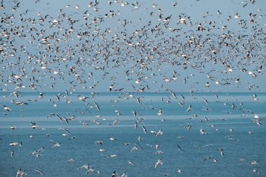 Denizin üzerinde uçan martı sürüsü.
