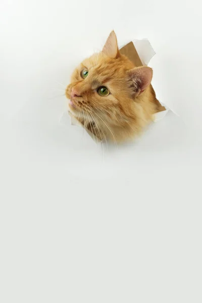 Pisică Ghimbir Încearcă Treacă Prin Gaura Din Hârtie Albă — Fotografie, imagine de stoc