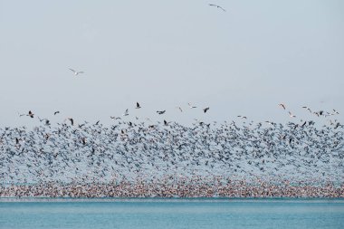 Denizin üzerinde uçan martı sürüsü.