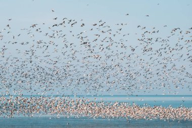 Gökyüzünde uçan martı sürüsü Mavi denizin üzerinde yüzen martılarla