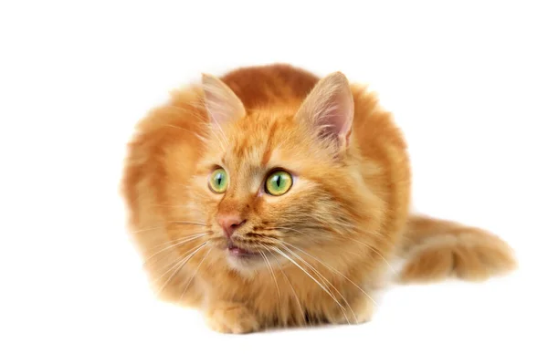 Ginger Gato Fofo Com Olhos Verdes Sentado Olhando Isolado Fundo — Fotografia de Stock