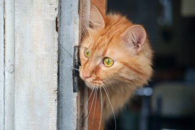 Kızıl kedi dışarı çıkacak ve kapı çerçevesinden etrafa bakacak. 