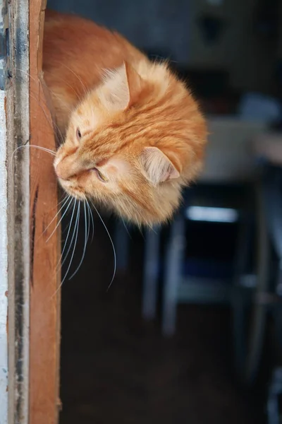 Червона Кішка Збирається Вийти Вулицю Озирнутися Навколо Дверної Коробки — стокове фото
